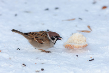 hungry sparrow