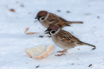 two sparrows in winter