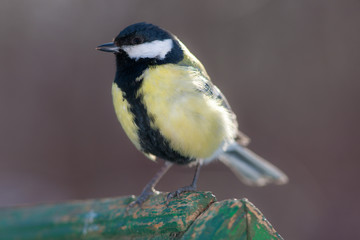 tit close up