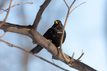 portrait of a blackbird