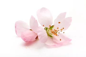 Photo sur Plexiglas Fleurs Plum flower