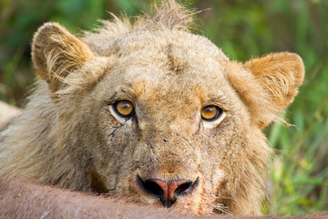 Angry lion stare portrait closeup hungry upset yellow eyes