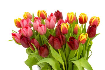 colourful tulips on white background