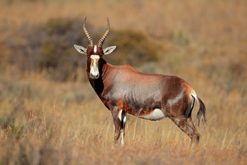 Blesbok antelope