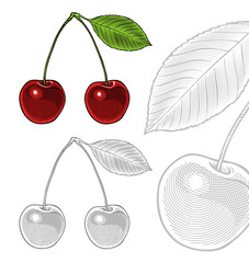 Sour cherry with leaf in vintage engraving style