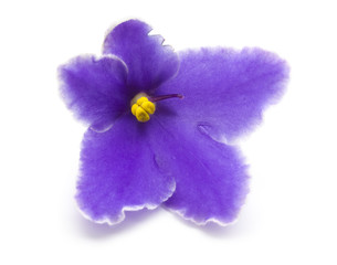 Obraz premium violet flower