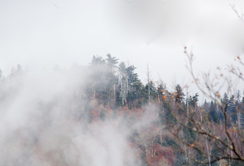 Autumn leaves on the mountain with fog