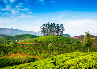 Fototapeta na wymiar Tea plantations in India