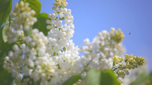 branch of a white lilac waves on a wind