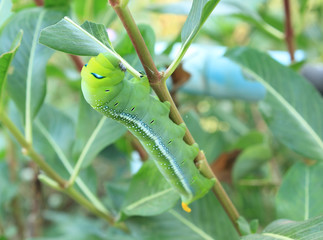 Green caterpillar