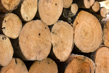 Firewood