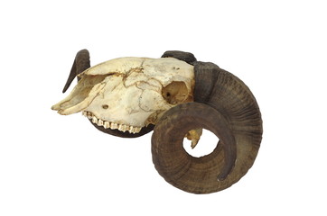ram skull with big horn © Witold Krasowski