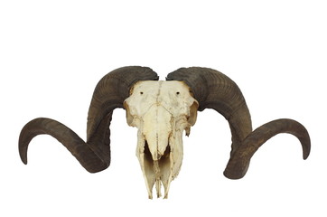 ram skull with big horn