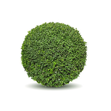 buxus taill&eacute; en boule