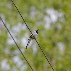 Wagtail