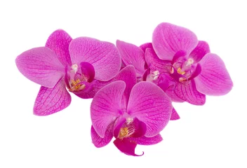 Fotobehang Orchidee stapel orchideeën