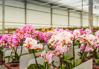 Rows of colorful blooming mature orchid plants ready for transpo