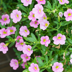 Fototapeta na wymiar beautiful pink flowers close up