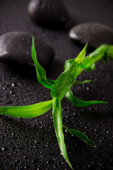 Spa still life with green bamboo