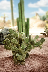 Exotic cactus in desert