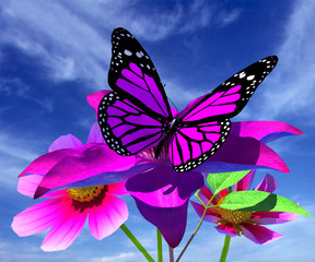 Beautiful Cosmos Flower,Clematis Flower and butterfly against th