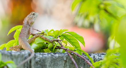 Thai Chameleon