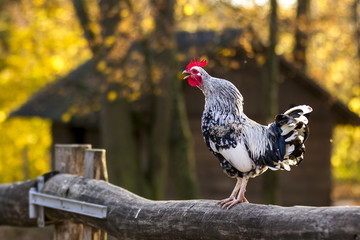 Hahn, krähend, cock, cark,