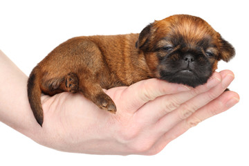Griffon puppy lying in hand