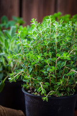 Herbs for planting