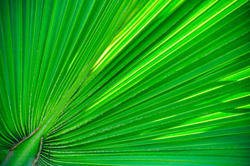 Palm leaf