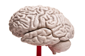 close up to human brain anatomy
