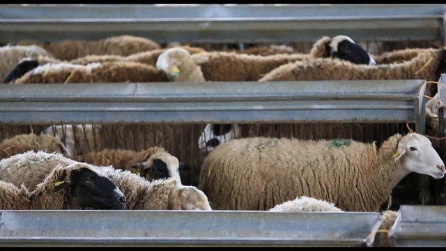 Flock of sheep