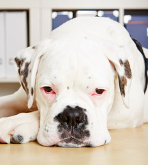 Weißer Boxer Hund schaut ernst