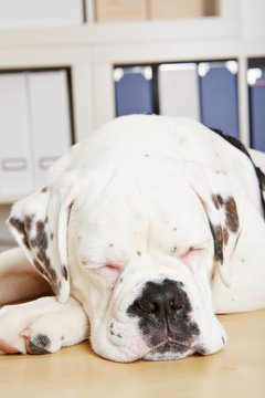 Müder Hund schläft mit Augen zu