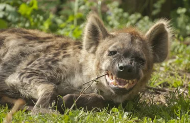 Muurstickers Striped hyena © kerstiny