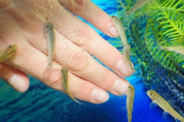 Manicure fish spa beauty treatment