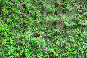 Leaves in heart shape