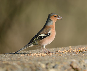 Chaffinch