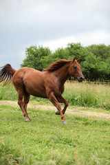Naklejka na ściany i meble Nice Quarter horse stallion running on pasturage