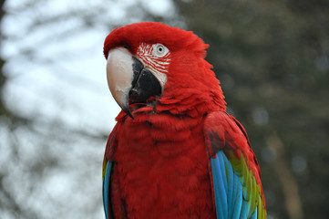 Redheaded ara