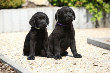 Adorable labrador retriever puppies sitting on a stone path