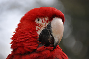 Closeup of redheaded ara