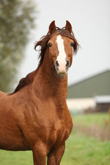 Fototapeta premium Portrait of chestnut welsh pony