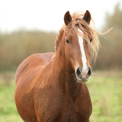 Fototapeta premium Portrait of welsh pony