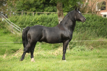 Black welsh cob stallion