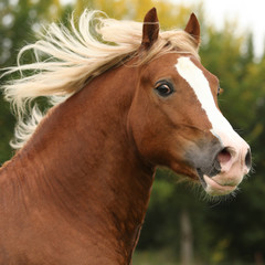 Obraz premium Portrait of nice welsh pony stallion with blond hair