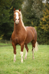 Chestnut welsh pony with blond hair