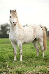 Obraz na płótnie Canvas Nice white welsh pony