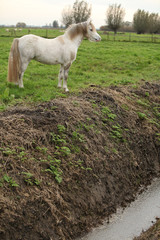 Nice white welsh pony next to water canal