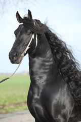 Portrait of gorgeous friesian stallion with perfect long hair